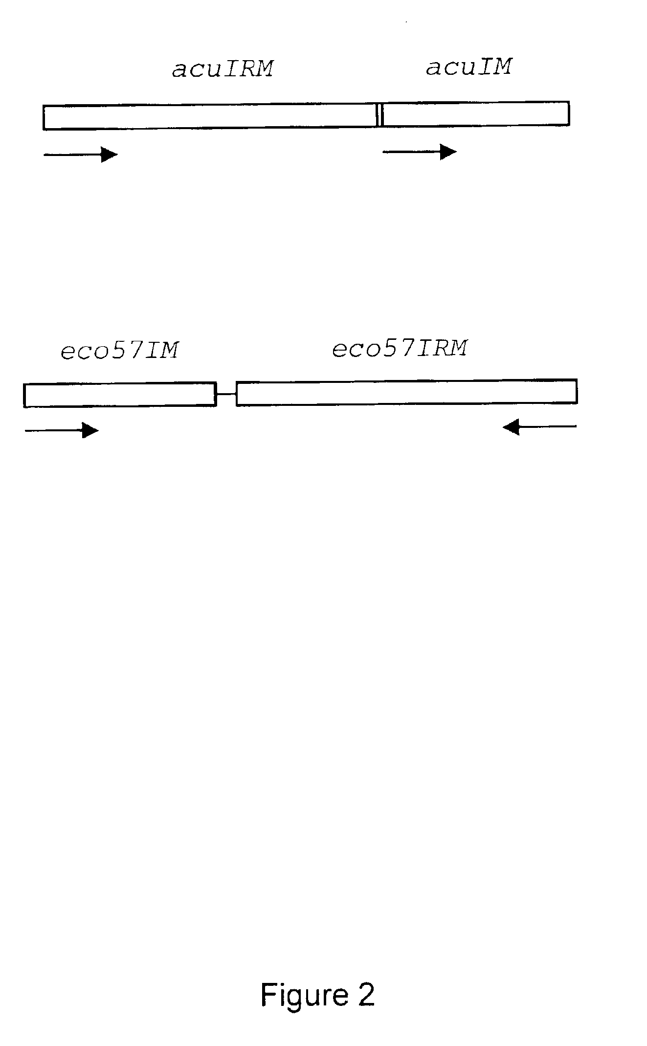 Method for cloning and expression of AcuI restriction endonuclease and AcuI methylase in E. coli 