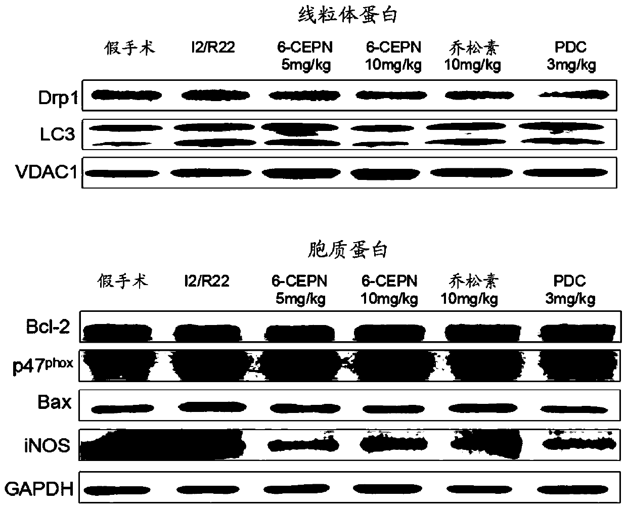 Polyphenol derivative compound 6-CEPN as therapeutic agent for acute ischemic stroke