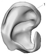 Flexible high-elasticity auricular cartilage scaffold capable of accurately reproducing cranium-ear angle