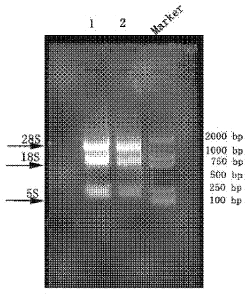 Cell apoptosis detection kit, and preparation method and application thereof