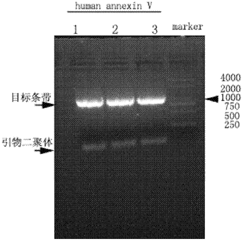 Cell apoptosis detection kit, and preparation method and application thereof