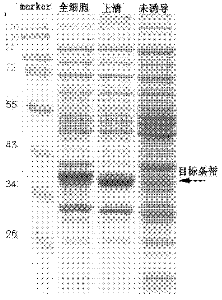 Cell apoptosis detection kit, and preparation method and application thereof