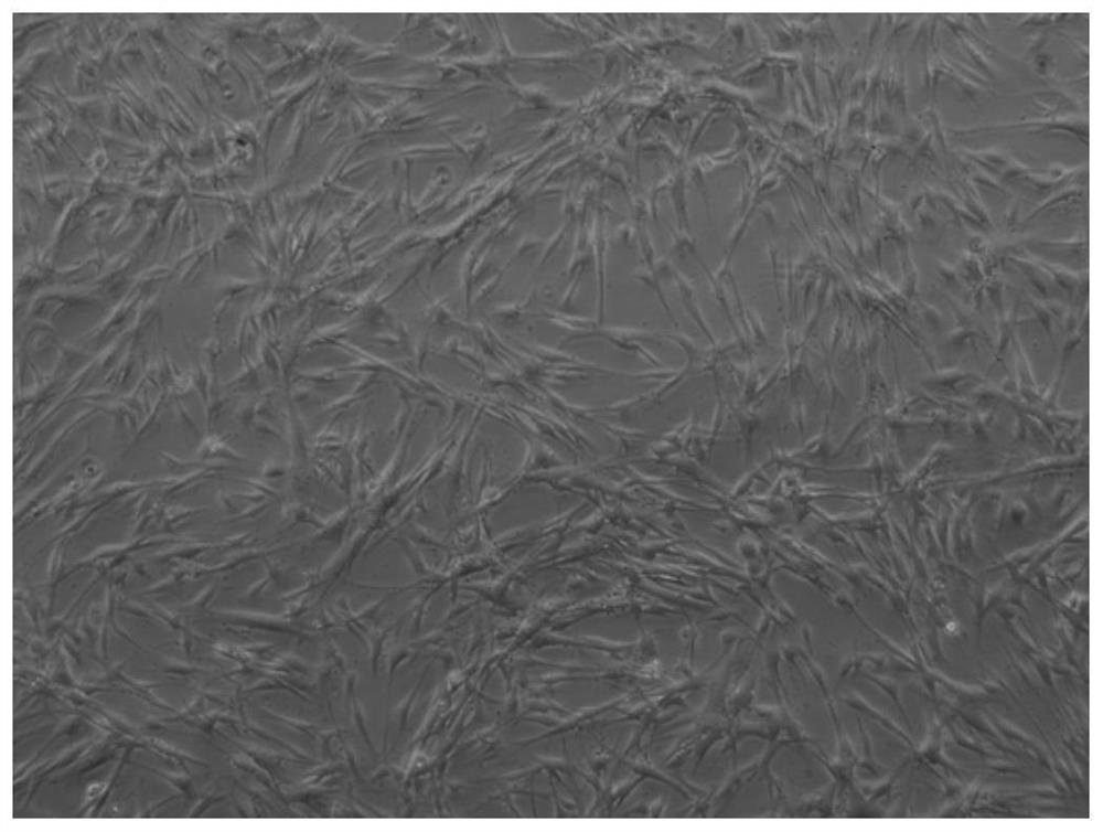 Preparation method and application of parietal decidua subtotipotent stem cells