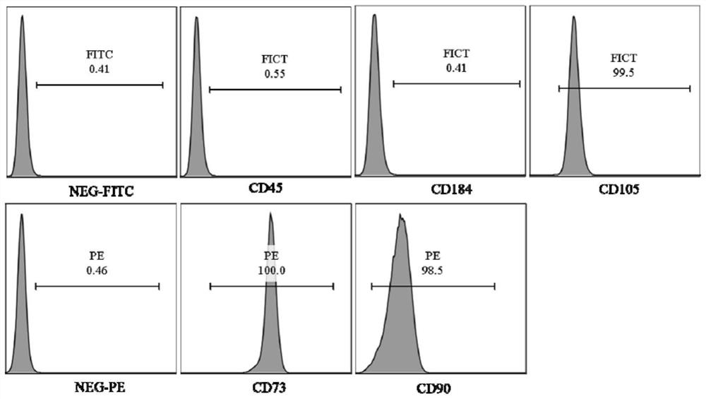 Preparation method and application of parietal decidua subtotipotent stem cells