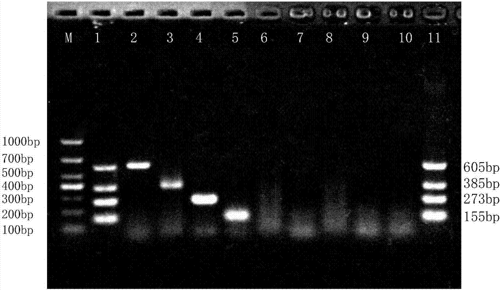 Multiple PCR detection primer groups for dairy cow mammitis pathogenic bacterium and application of multiple PCR detection primer groups