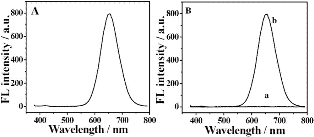 A preparation method of magnetic-fluorescent functional nano-biocomposite with mycotoxin targeting effect