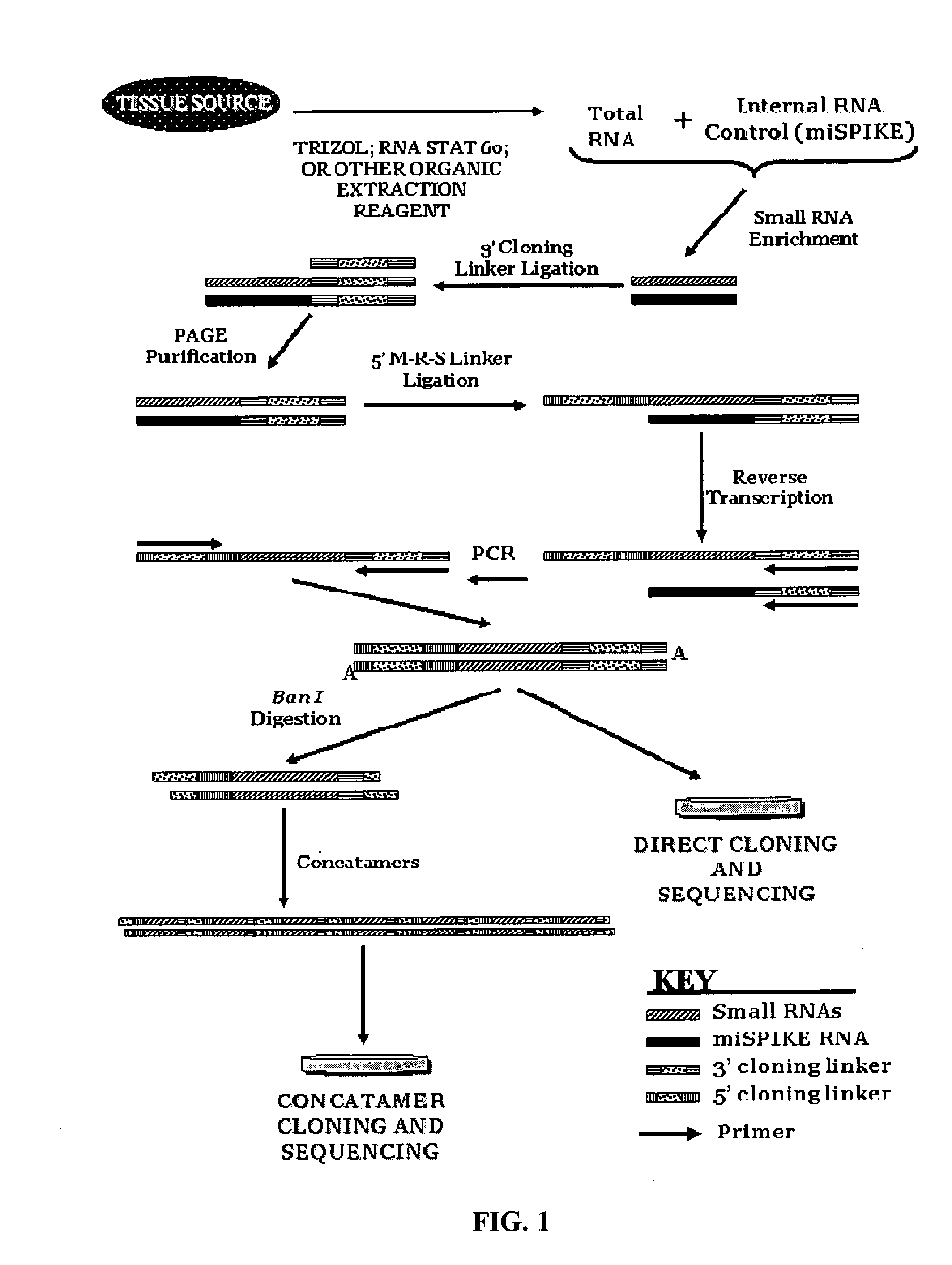 Methods for cloning small RNA species