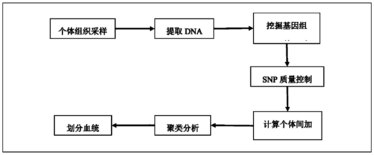 Method for dividing breeding swine blood linkage based on whole genome SNP information