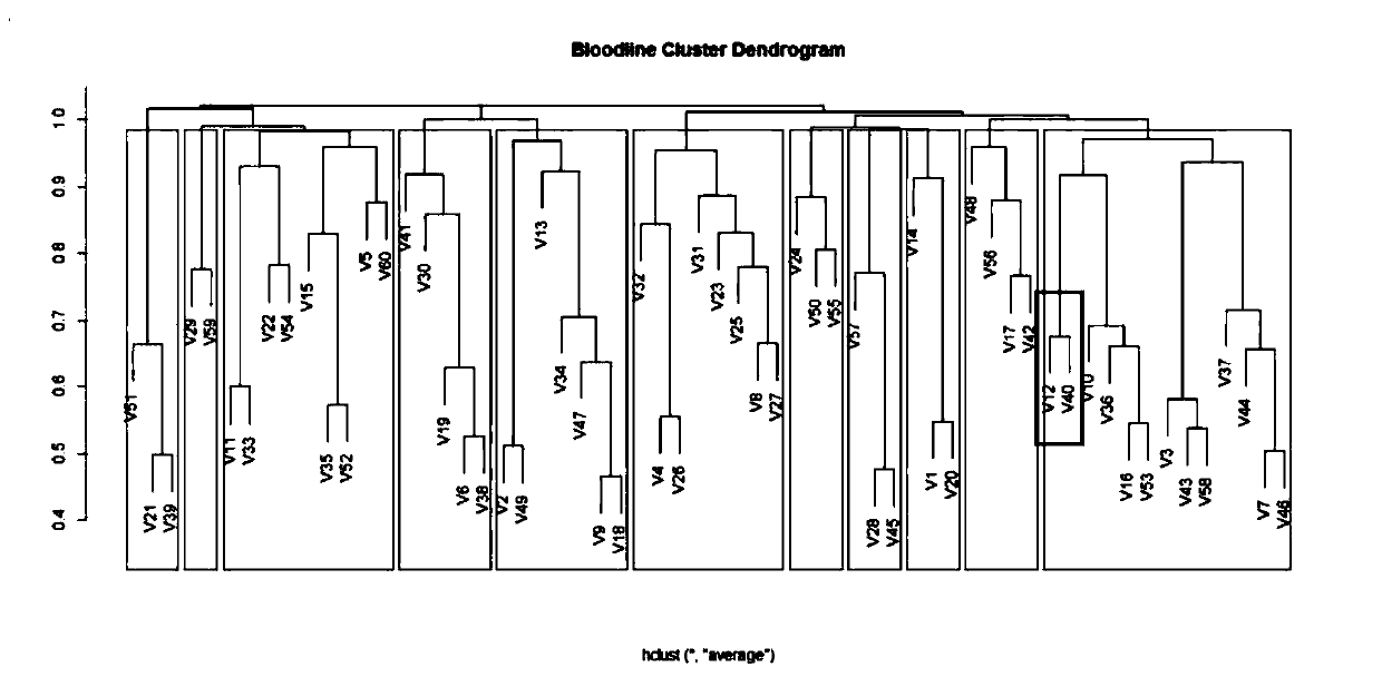 Method for dividing breeding swine blood linkage based on whole genome SNP information