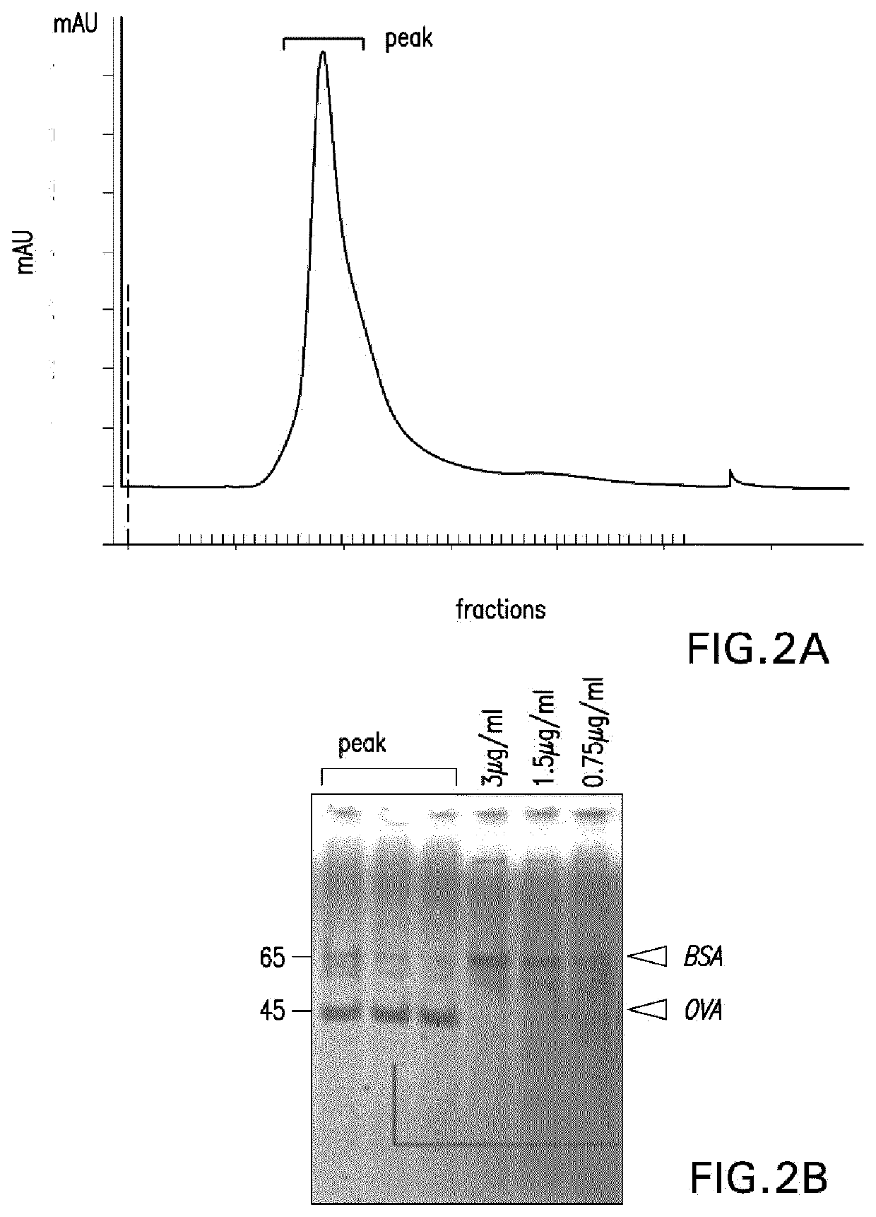 Polymersomes comprising a covalently bound antigen as well as methods of making and uses thereof