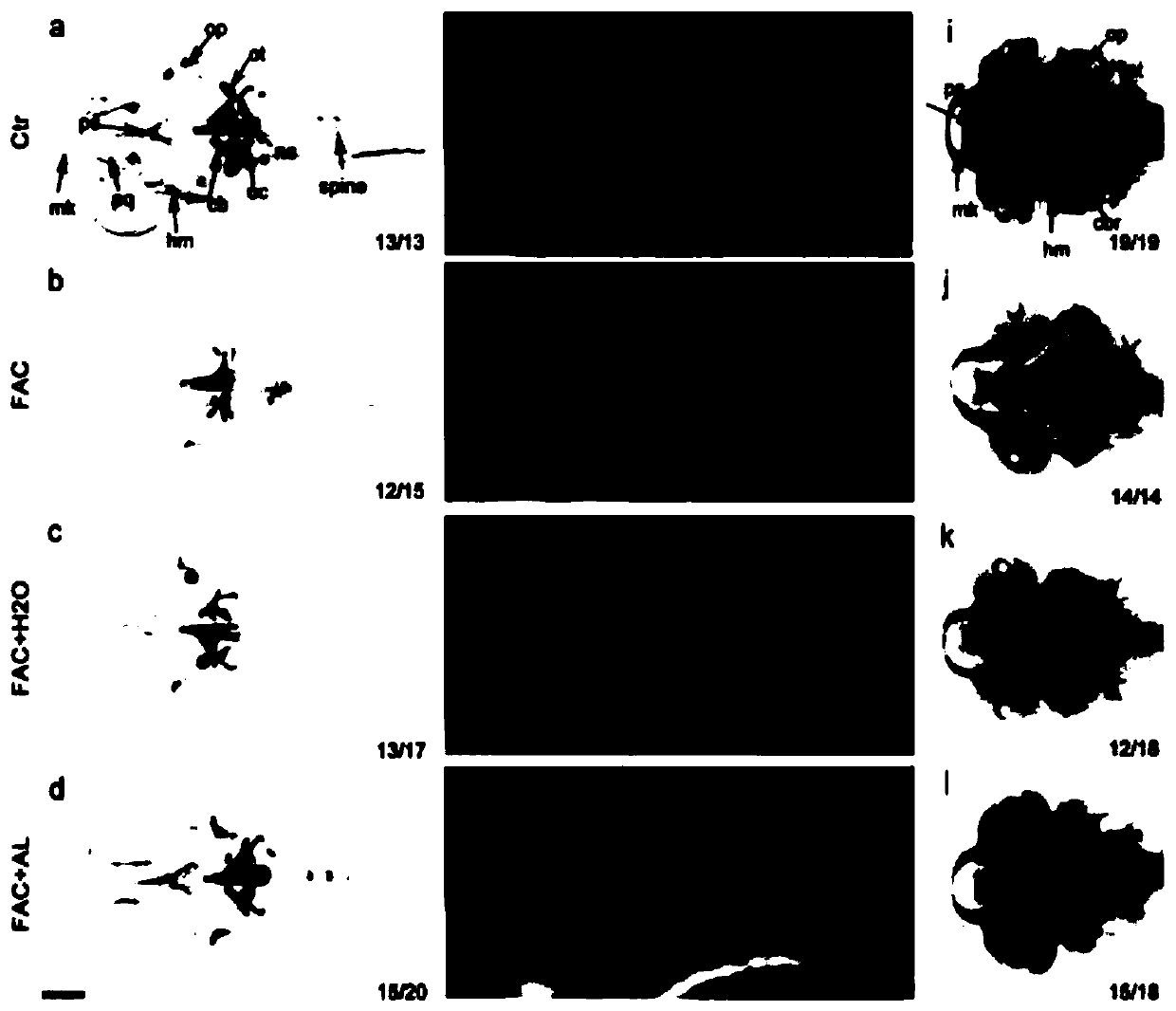 A method for preparing a zebrafish osteoporosis model and its alizarin red staining method