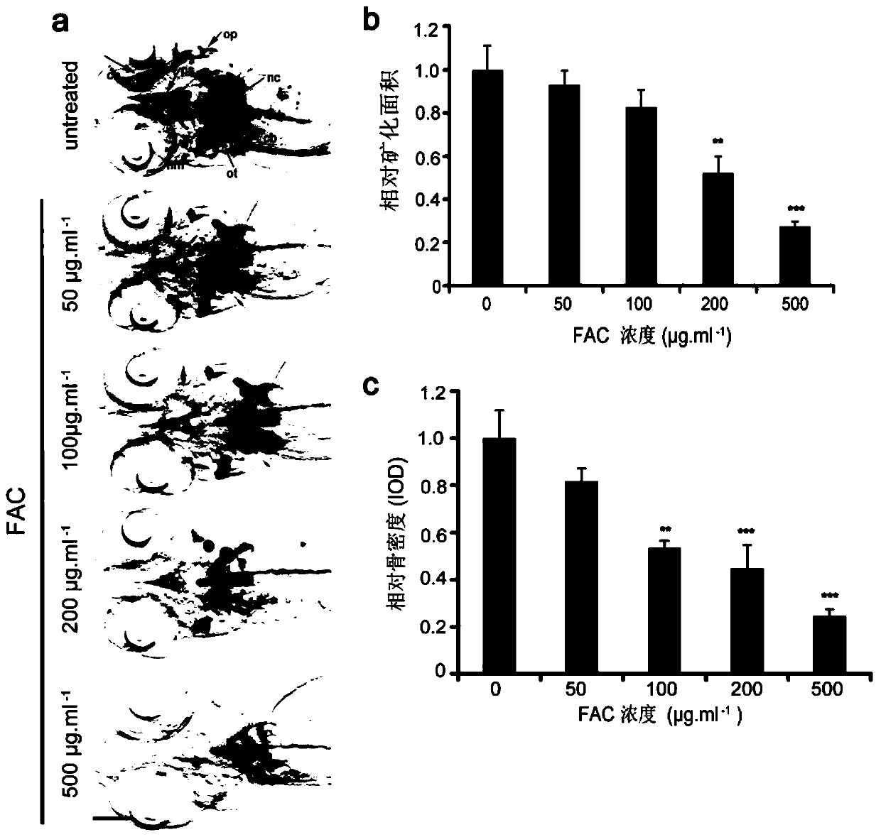 A method for preparing a zebrafish osteoporosis model and its alizarin red staining method