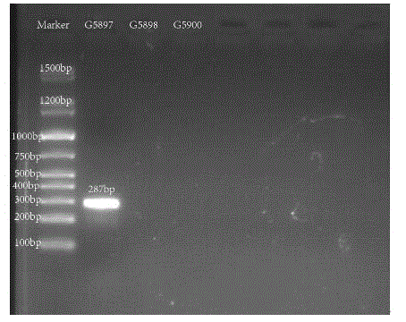 Nucleotides specific to Hafnia alveibifermentans G58097, G5898 and G5900 and their application