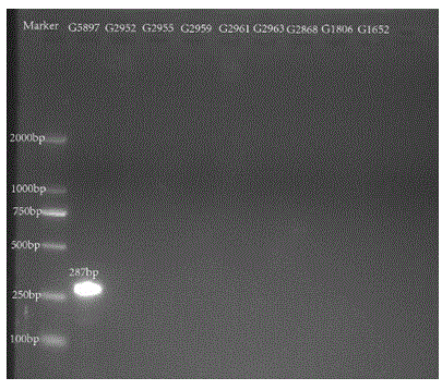 Nucleotides specific to Hafnia alveibifermentans G58097, G5898 and G5900 and their application