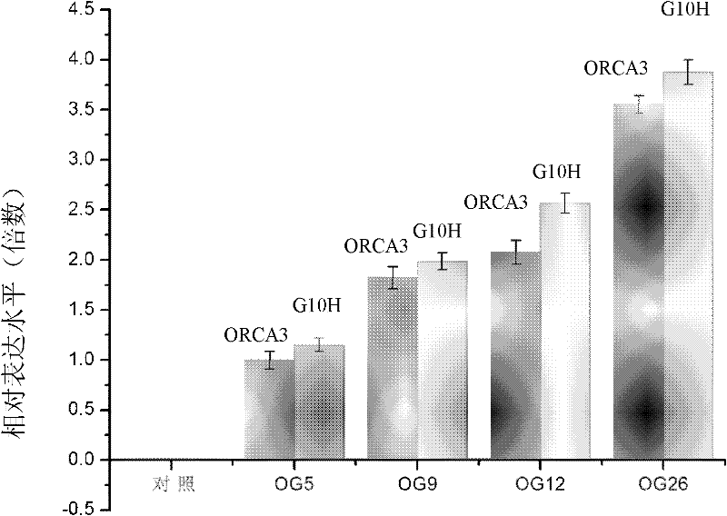 Method for increasing content of camptothecin through co-transformation of double genes of transcription factor ORCA3 (Octadecanoie-responsive Cantharanthus AP2-doman protein 3) and key enzyme G10H (Geraniol 10-hydroxylase)
