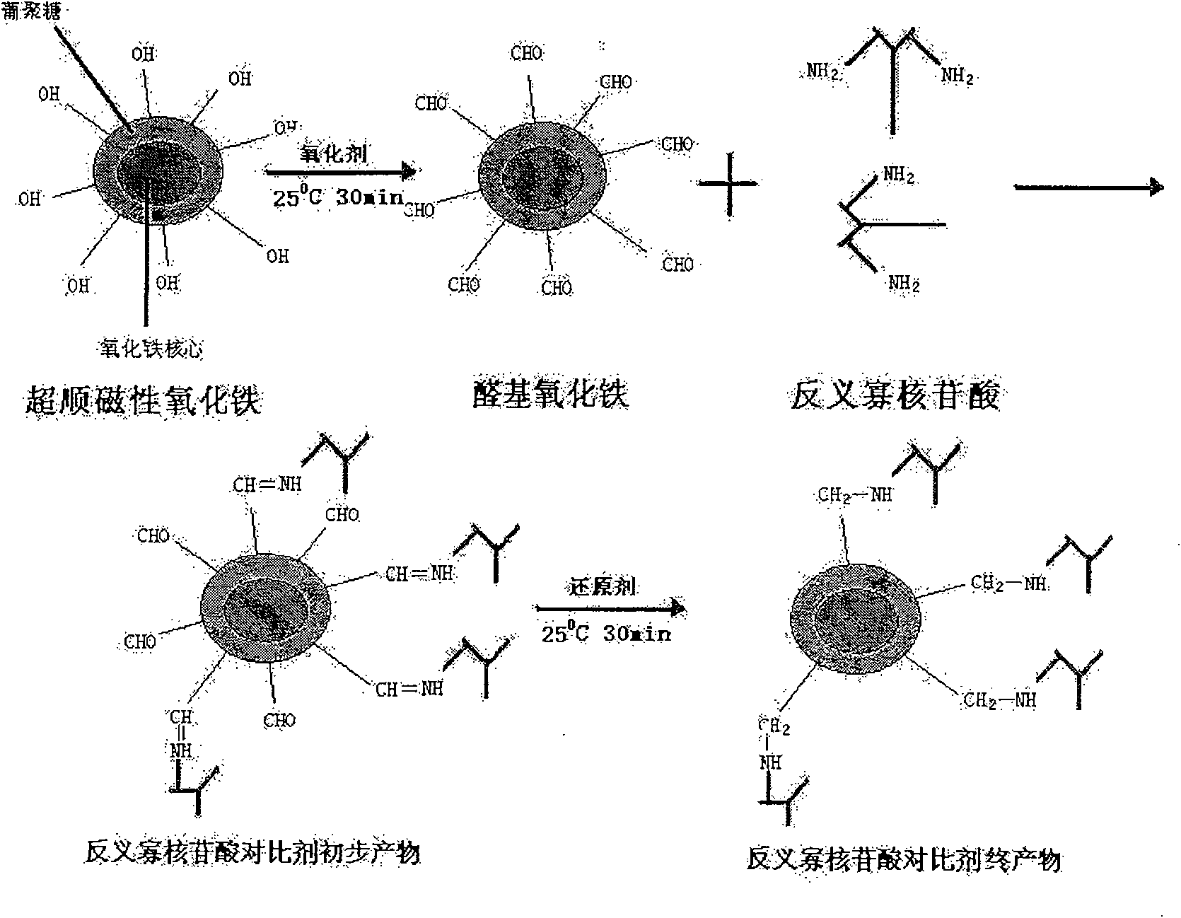 Antisense oligonucleotide probe contrast agent marked by superparamagnetism iron oxide and production of the same