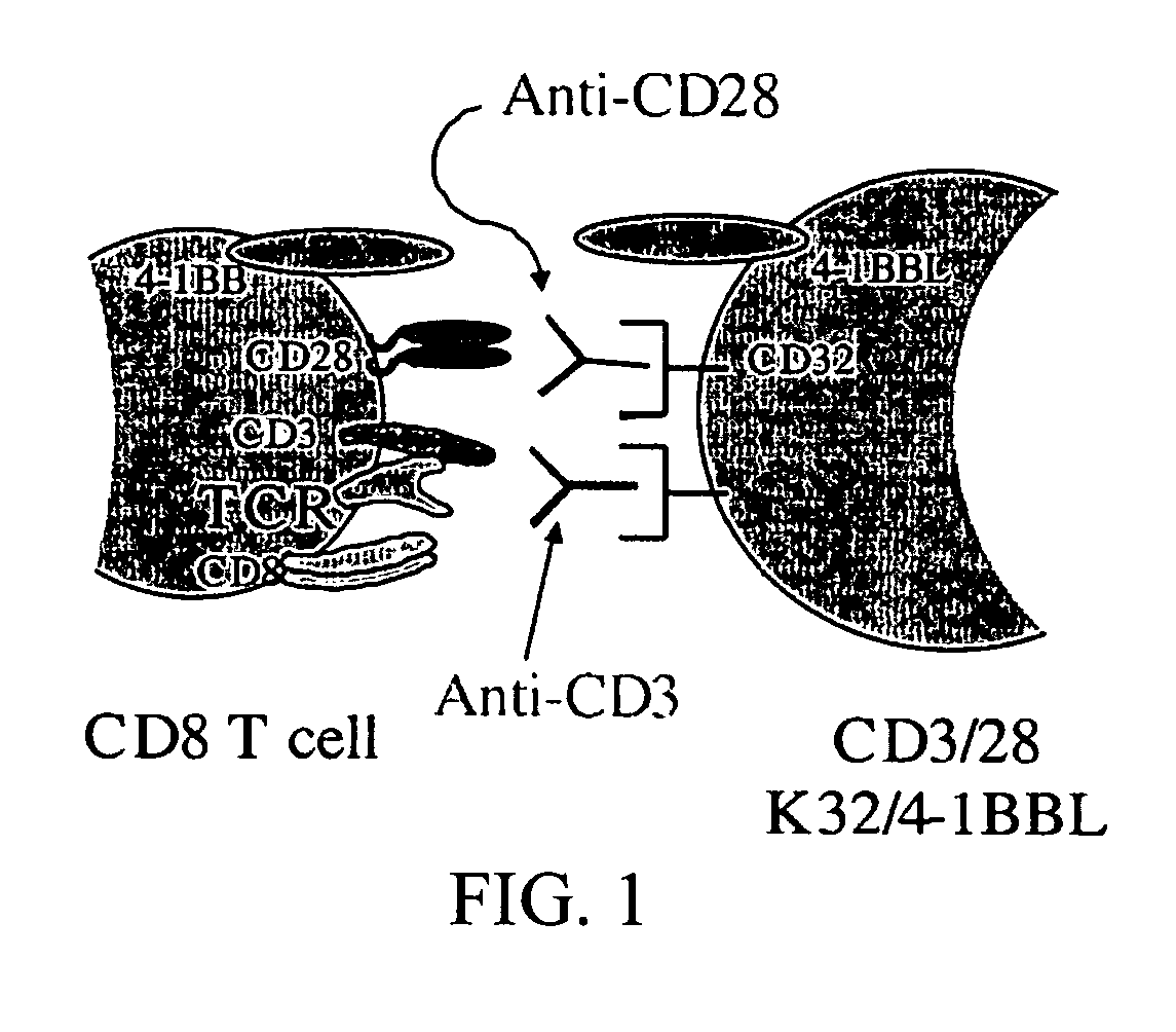 Artificial antigen presenting cells and uses therefor
