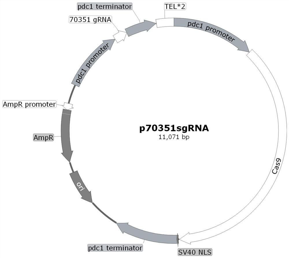 Application of Trichoderma reesei cellulase transcription inhibitor 70351 and method for improving cellulase expression and enzyme activity