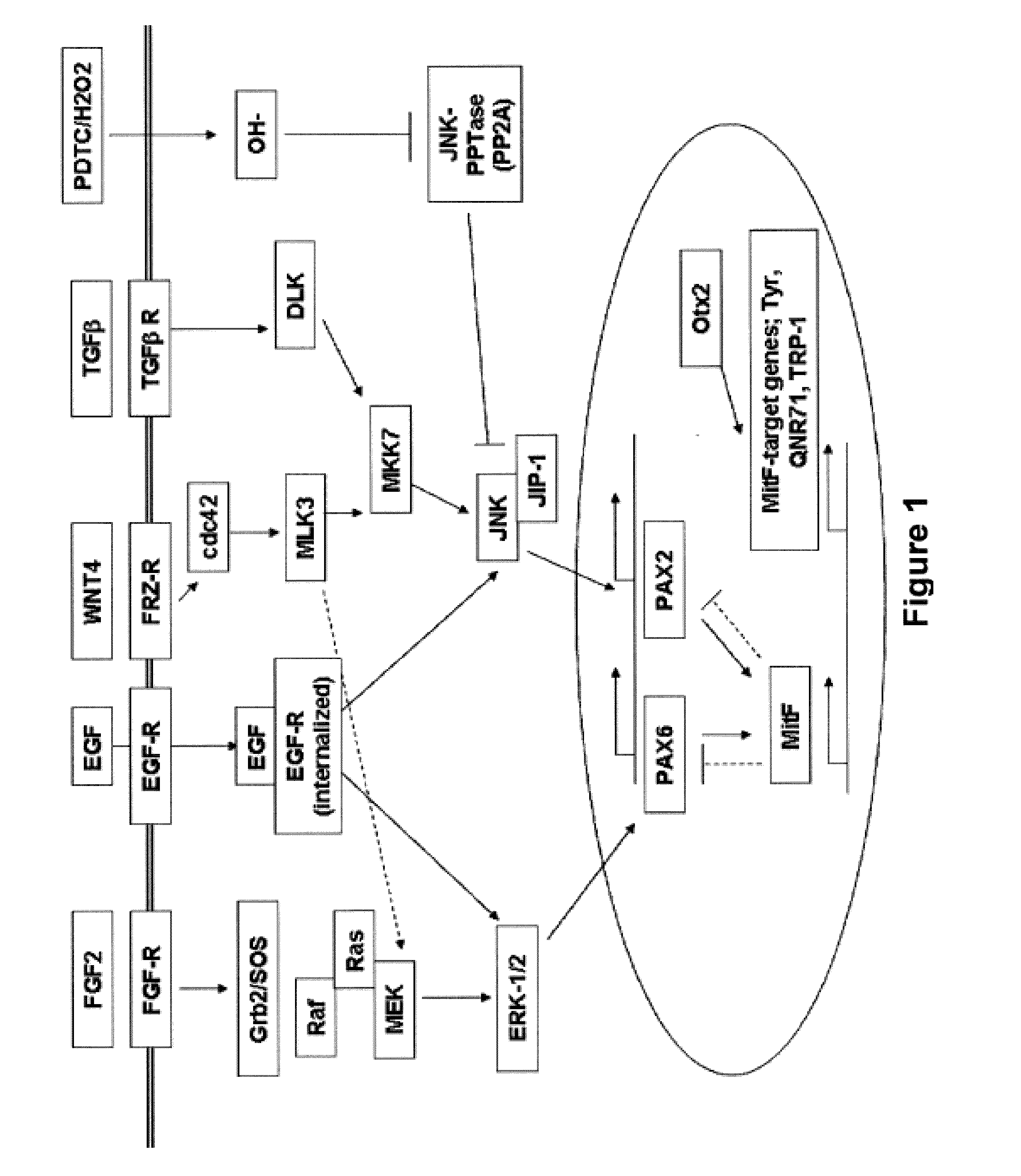 Methods of producing rpe cells and compositions of rpe cells