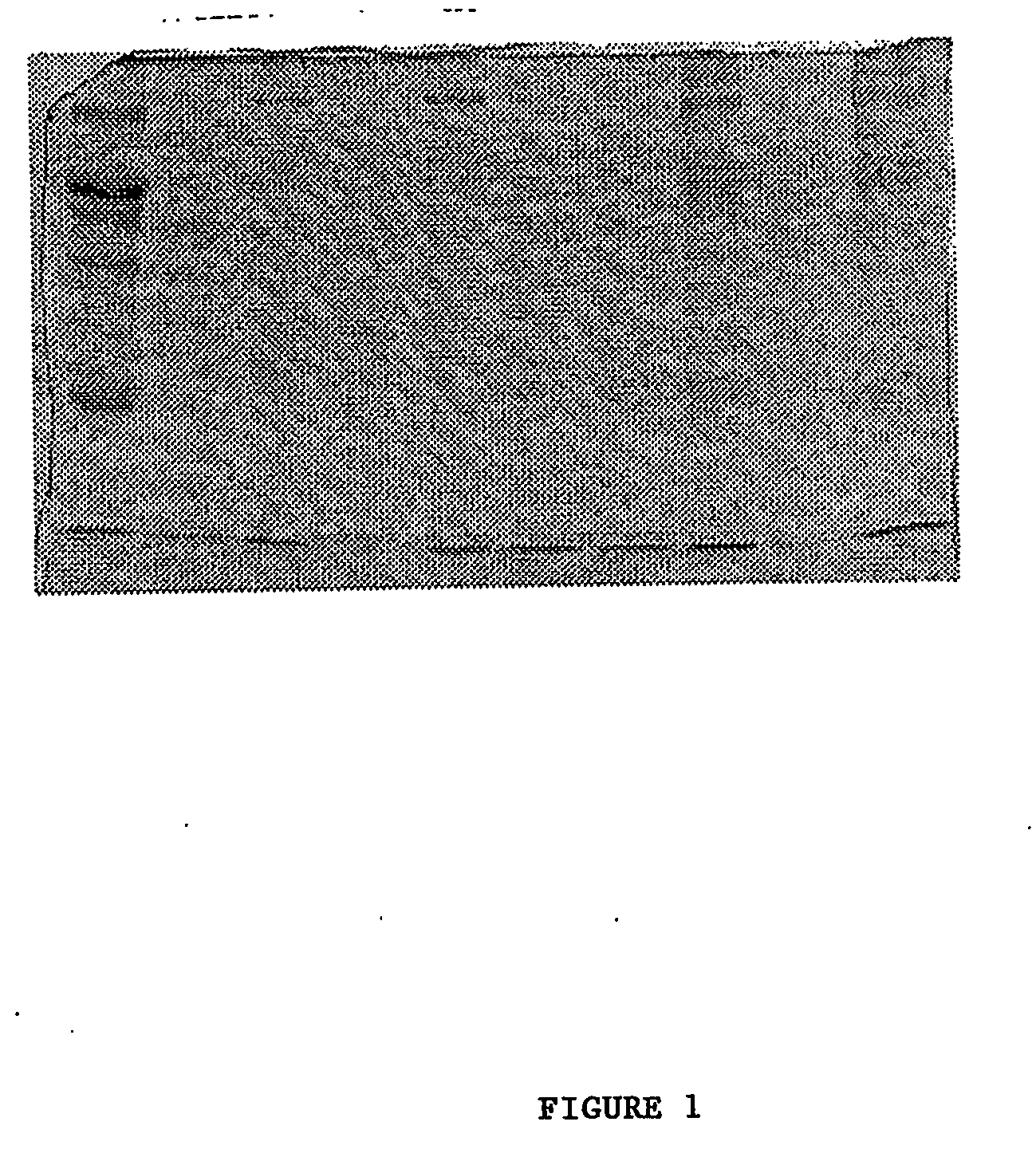 Extraction and use of collagen extracted from either a sea mammal or a bony fish