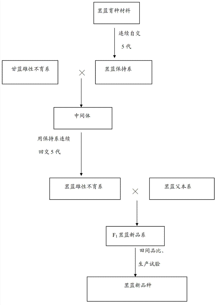 Method for transforming wild cabbage into male sterility line of kohlrabi and breeding hybrids