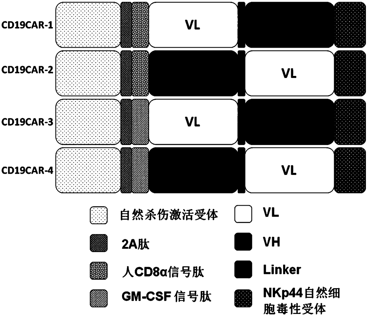 Chimeric antigen acceptor DAP12-T2A-CD8a-CD19scfv-NKp44 and application thereof