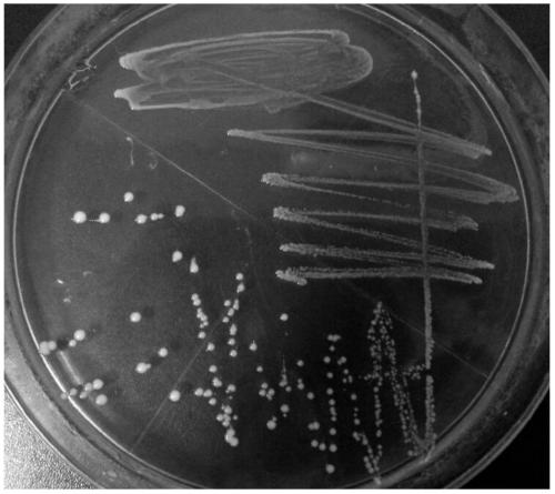 A strain of Lactobacillus paracasei and its application