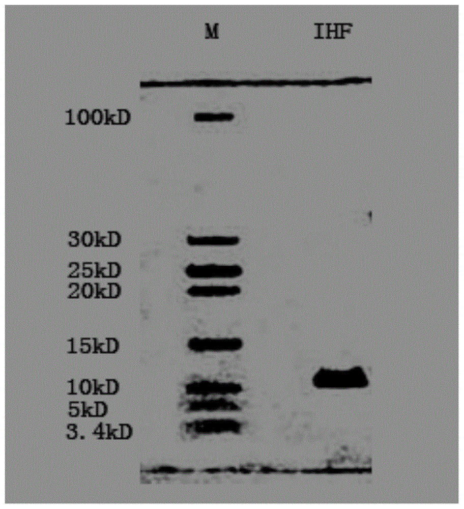 A method for improving the sensitivity of pcr amplification by integrating host factors