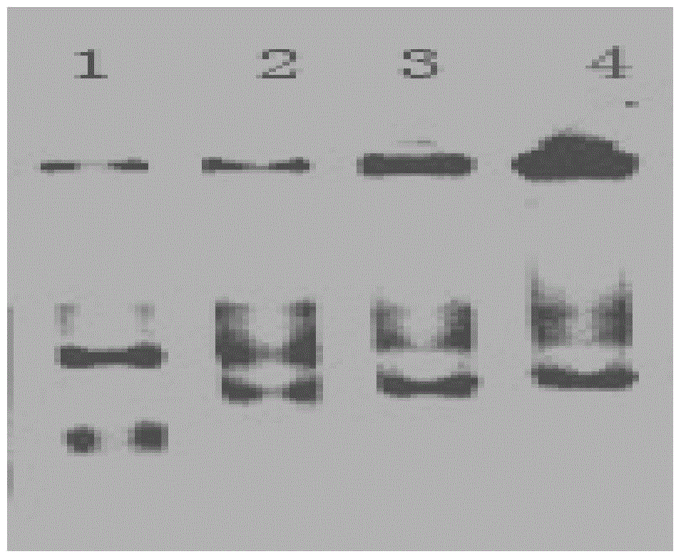 A method for improving the sensitivity of pcr amplification by integrating host factors