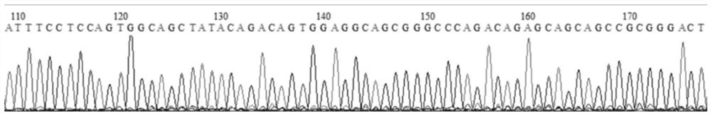 Cell line for targeted knockout of pig GDPD2 gene based on CRISPR-Cas9 technology, and construction method of cell line
