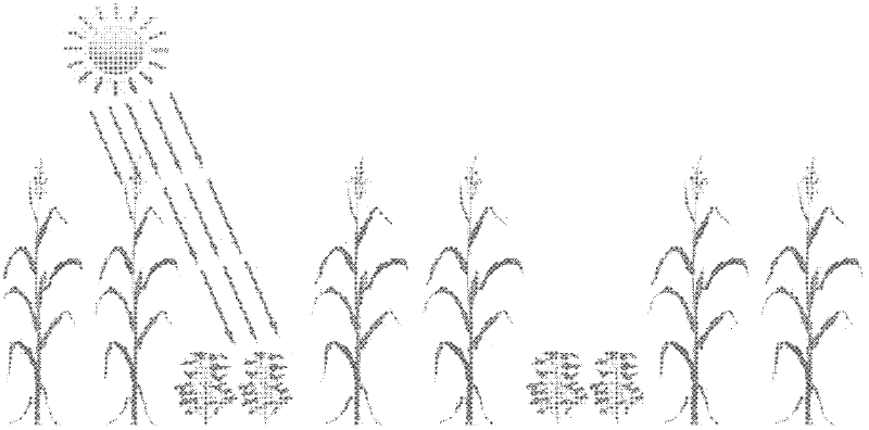Method for corn-soybean strip type interplanting
