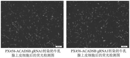 Dairy cow mammary gland endothelial cell line under ACADSB gene knockout and construction method of cell line