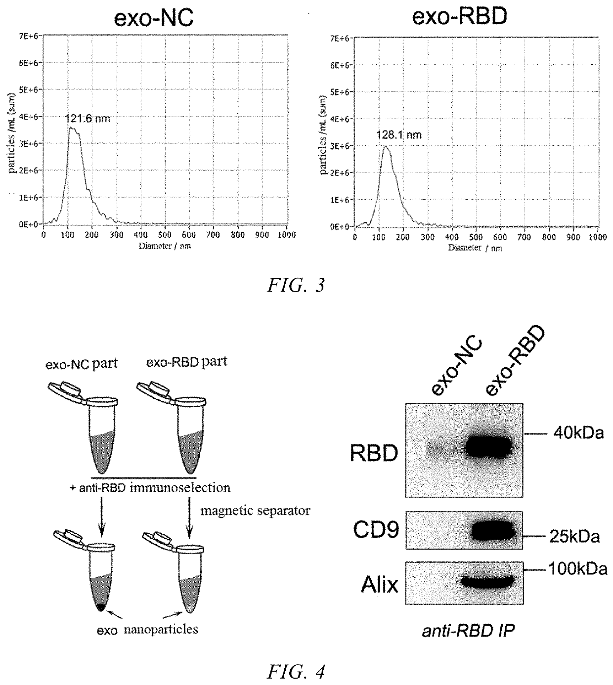 Targeted exosome based on rbd region of sars-cov-2 s protein and preparation method thereof