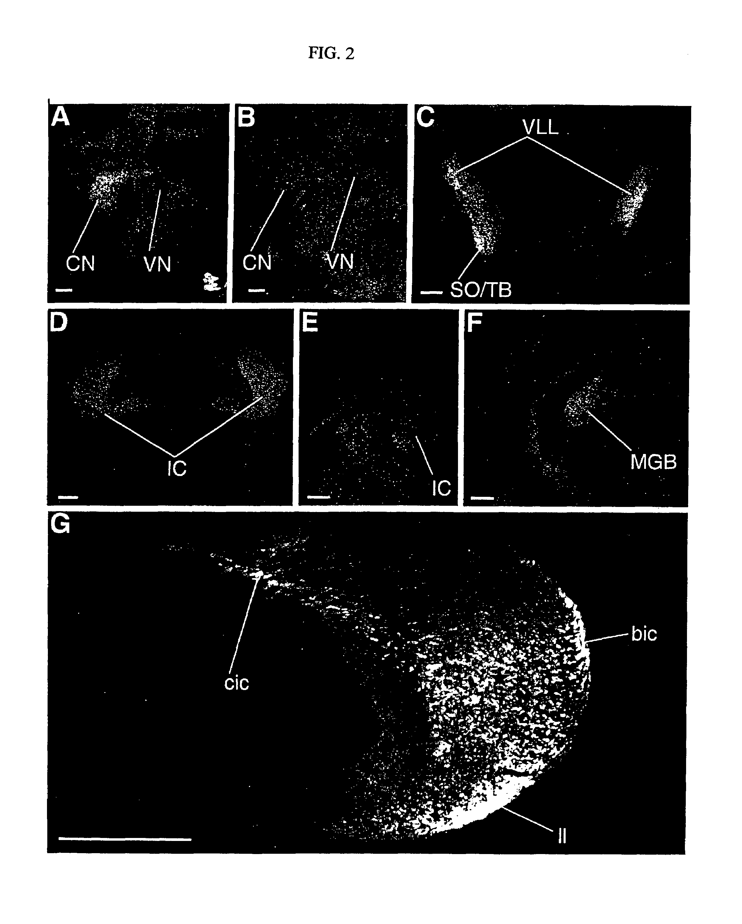 Screening method for agonists or antagonists of semaphorin 6C by determining the effect of a test compound on the interaction between semaphorin 6C and plexin-A1