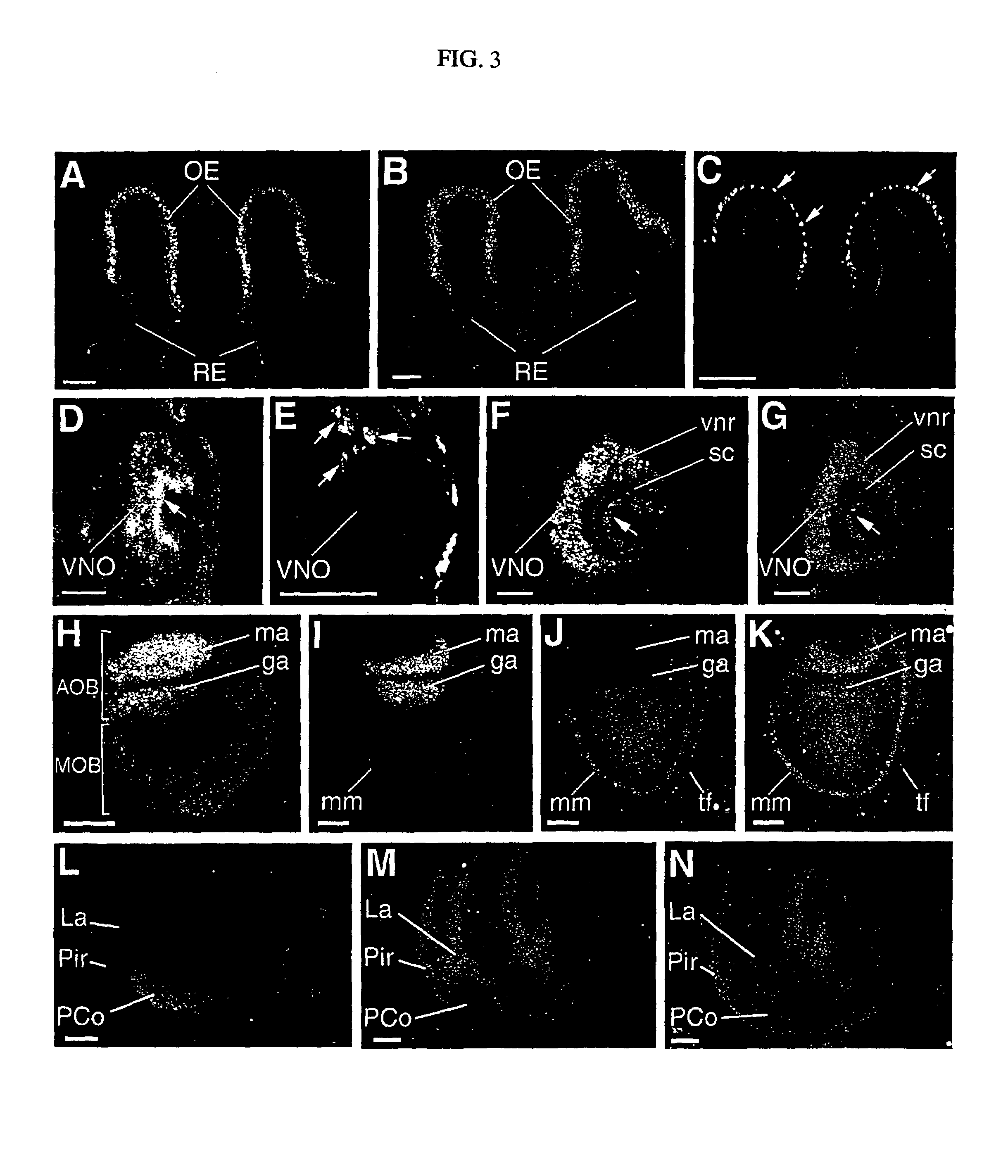 Screening method for agonists or antagonists of semaphorin 6C by determining the effect of a test compound on the interaction between semaphorin 6C and plexin-A1