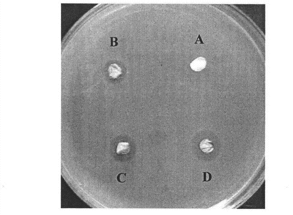 Antimicrobial modified polyvinylidene fluoride membrane and preparation method thereof
