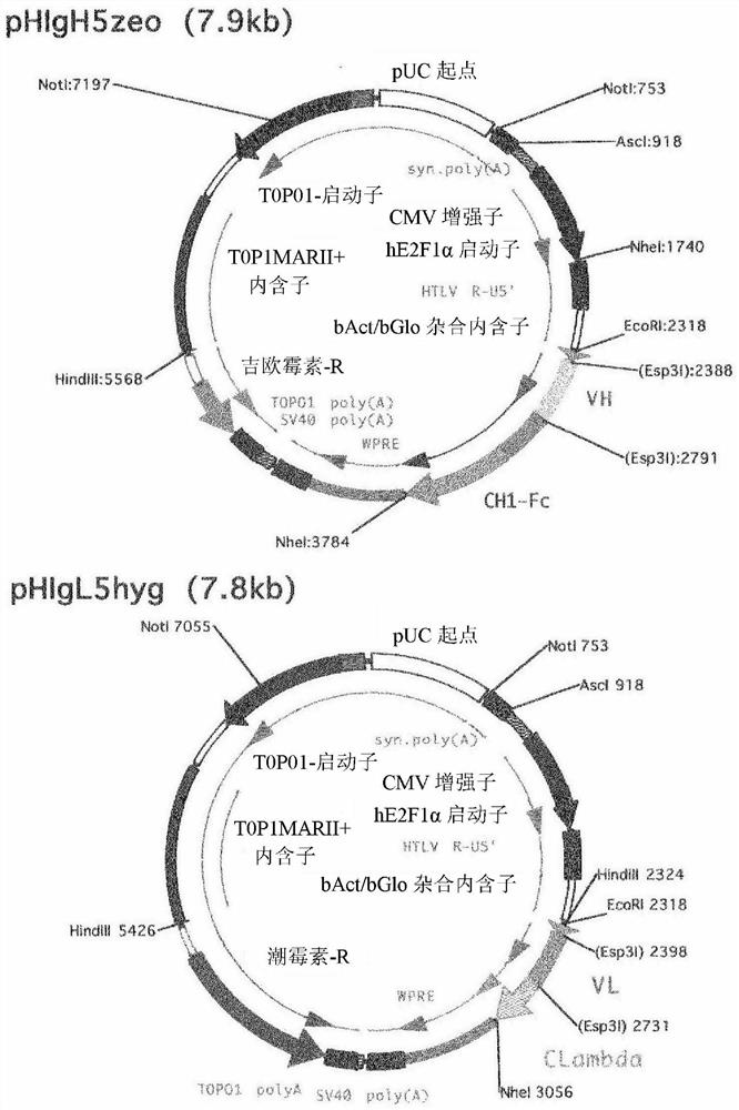 Anti-human Cripto-1 antibody