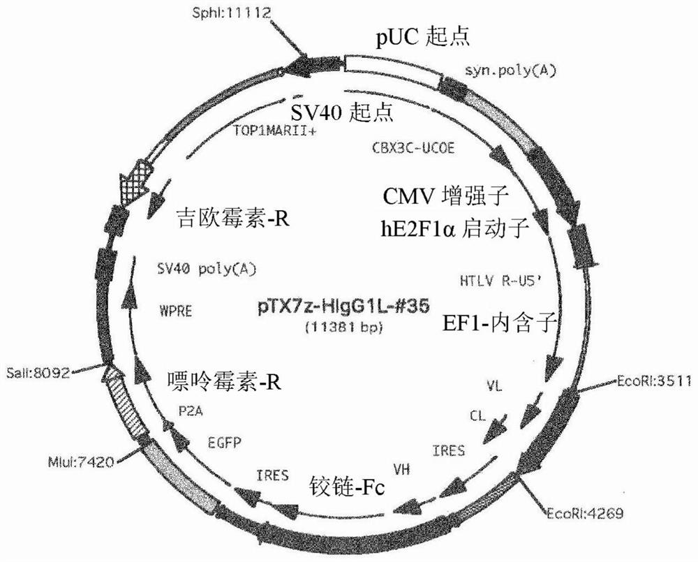 Anti-human Cripto-1 antibody