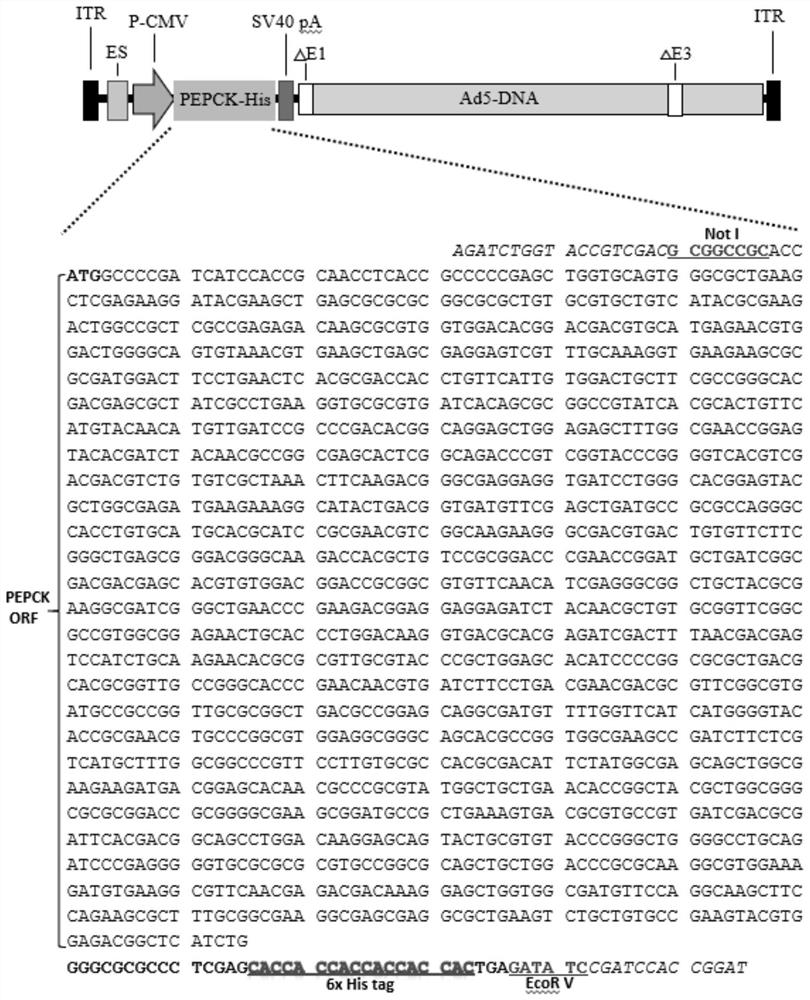 Human replication-deficient recombinant adenovirus vector for efficiently expressing leishmania PEPCK