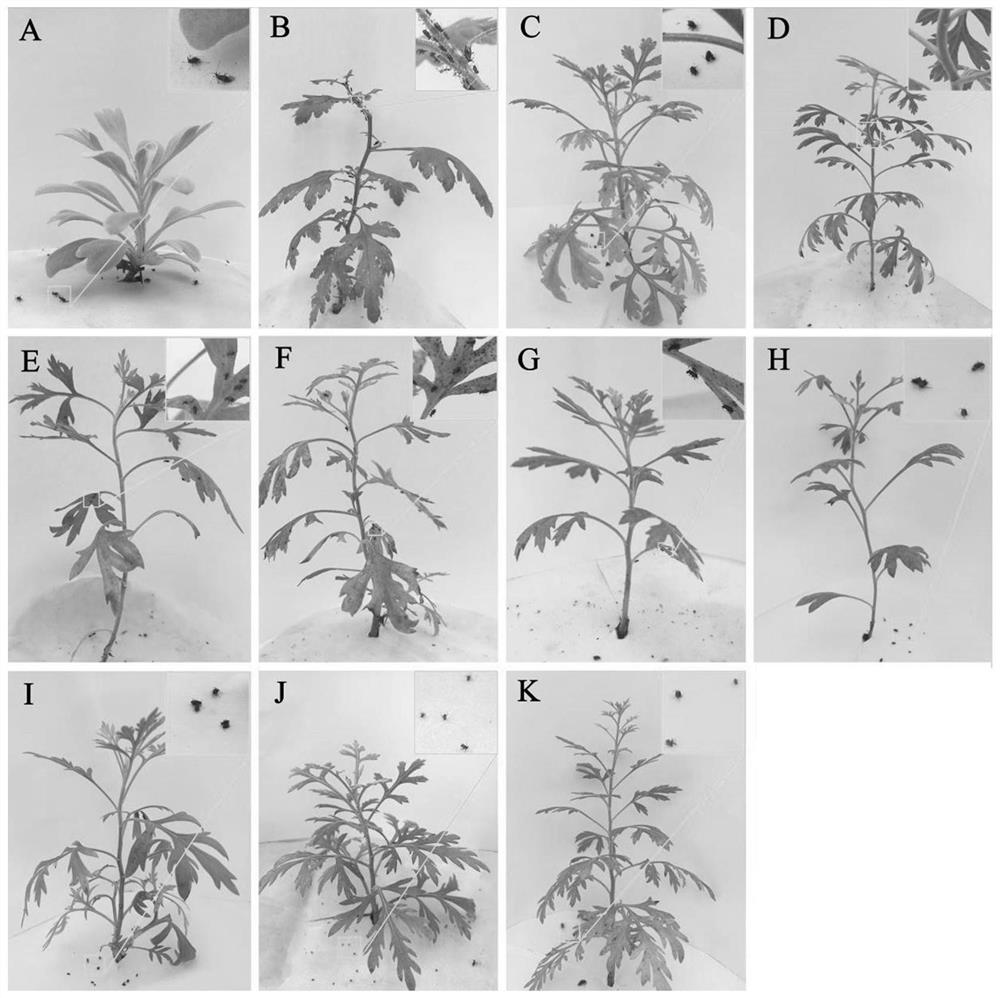 Method for screening volatile matter for repelling macrosiphum avenae from chrysanthemum filial generation population