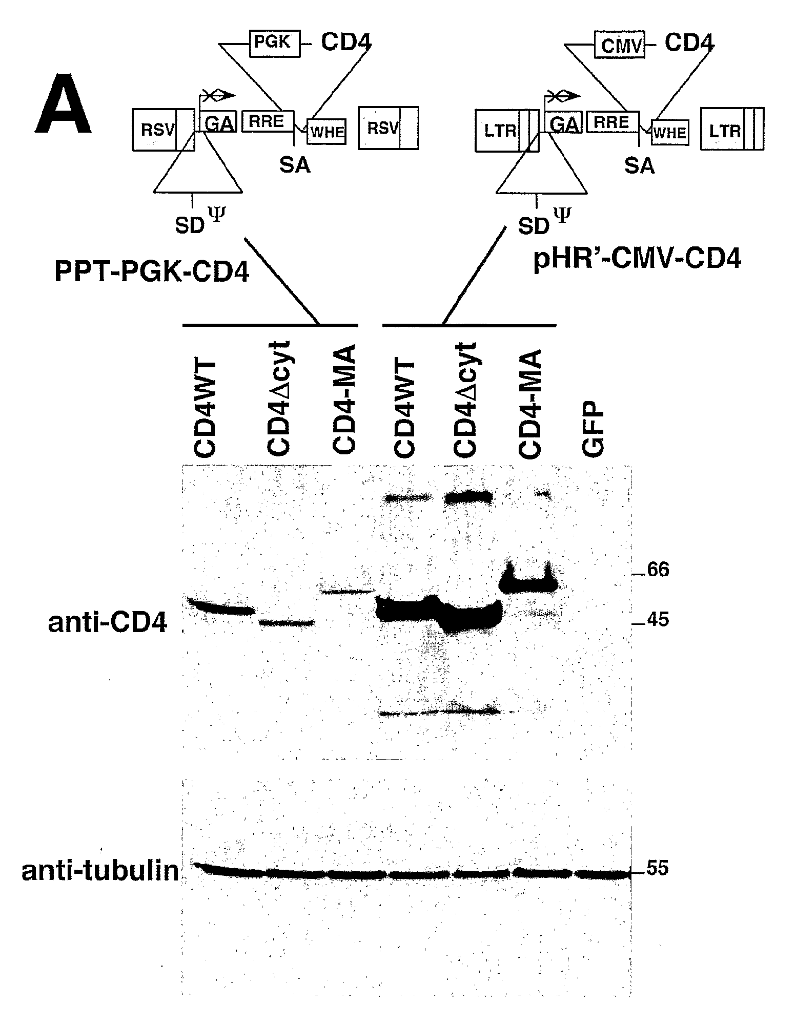 Methods for Treating Hiv by Inhibiting Cd4 Down-Modulation