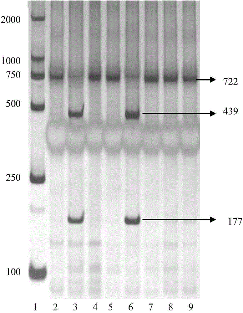 Wheat 4B chromosome grain weight QGW4B-CAPS molecular marker and application thereof