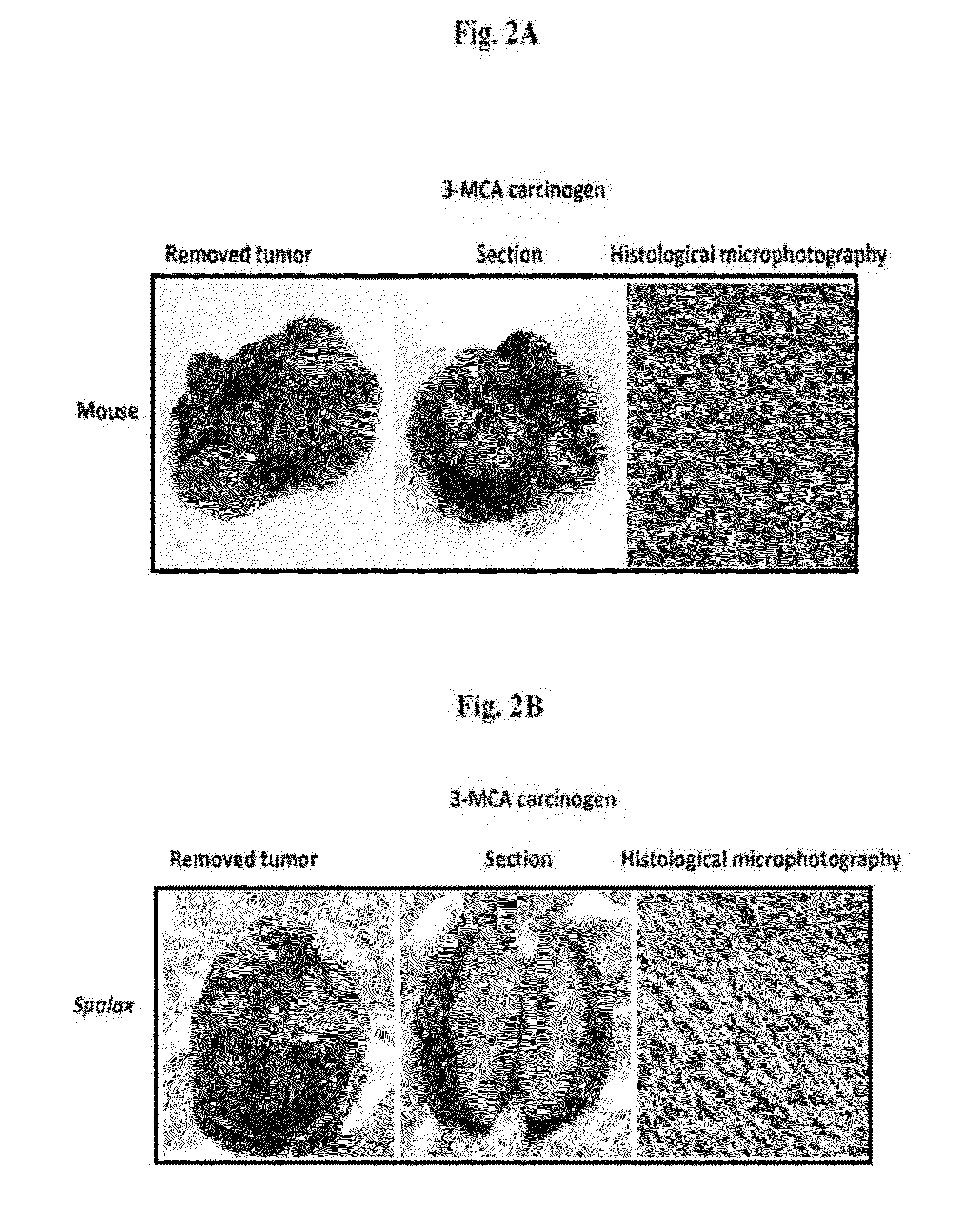 Spalax fibroblast-derived Anti-cancer agents