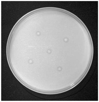 Phosphate solubilizing bacterium 3-1 and application thereof in phosphate dissolving