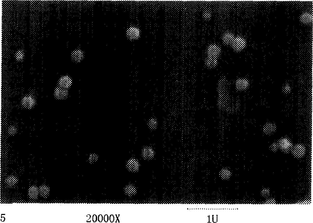 Nano/micron microsphere with superparamagnetism and preparation method