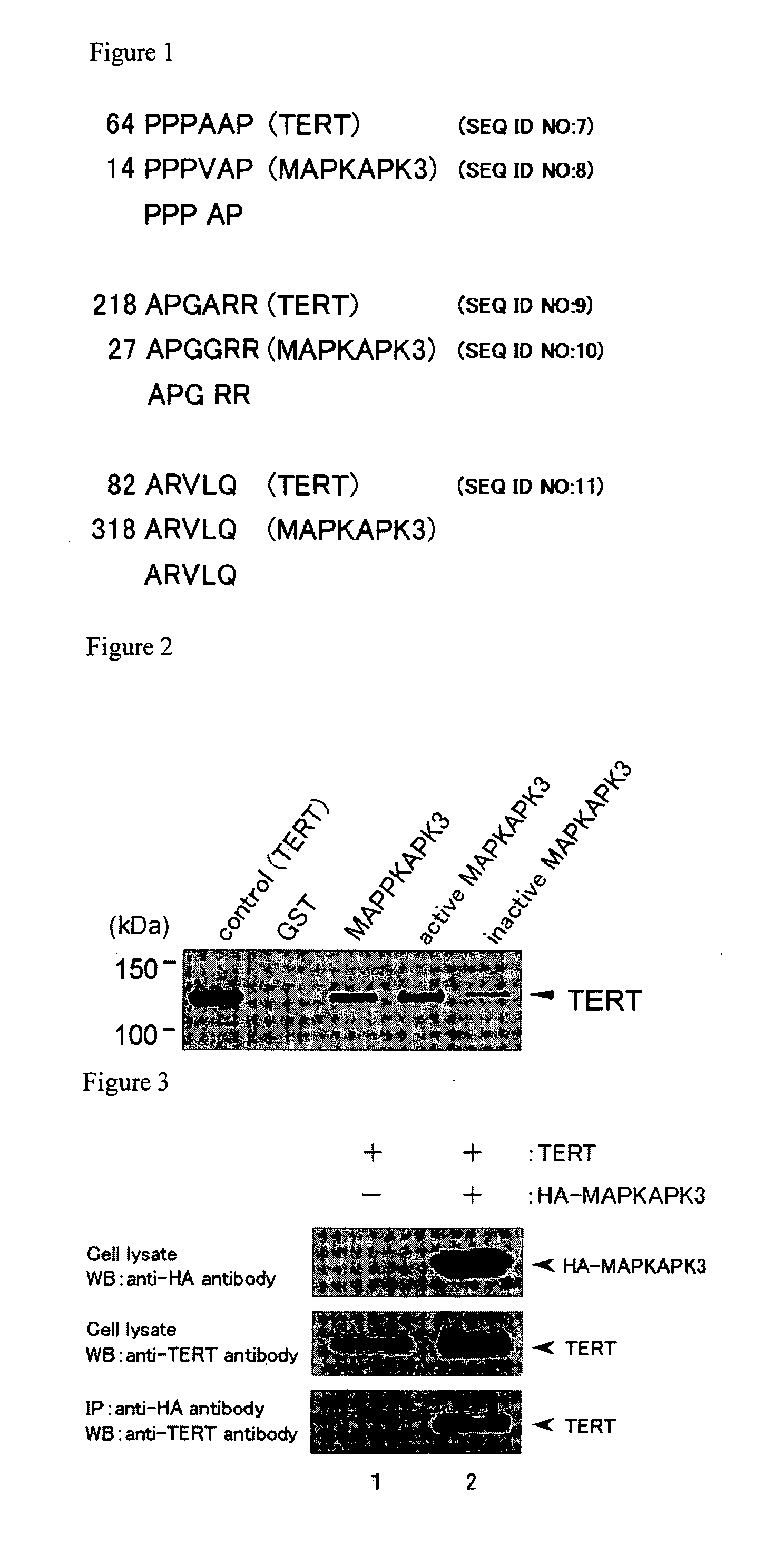Method for inhibiting telomerase activity and inhibitor thereof