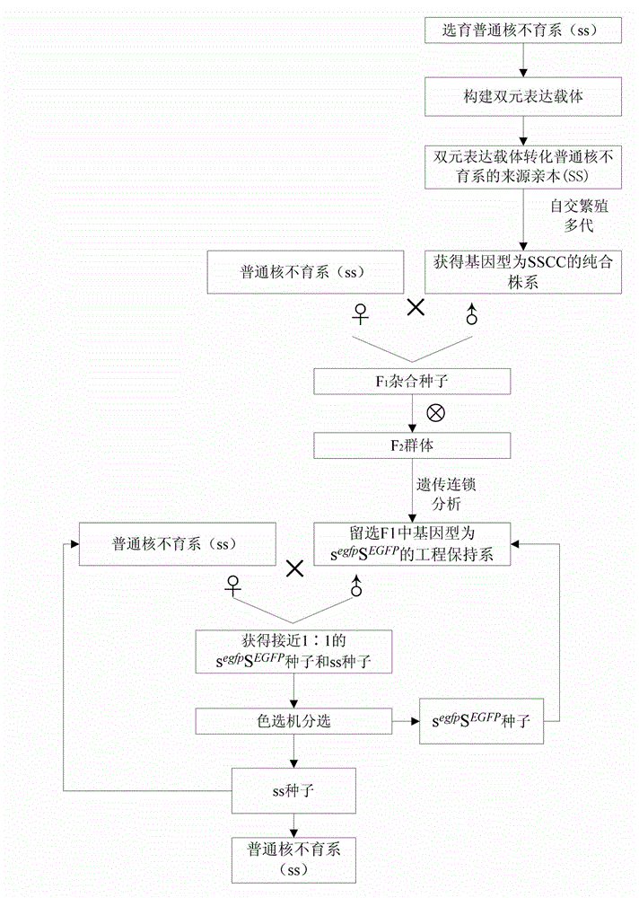 Universal type breeding method for rice engineering maintainer line, and application thereof in propagation of ordinary nucleic male sterility lines of rice