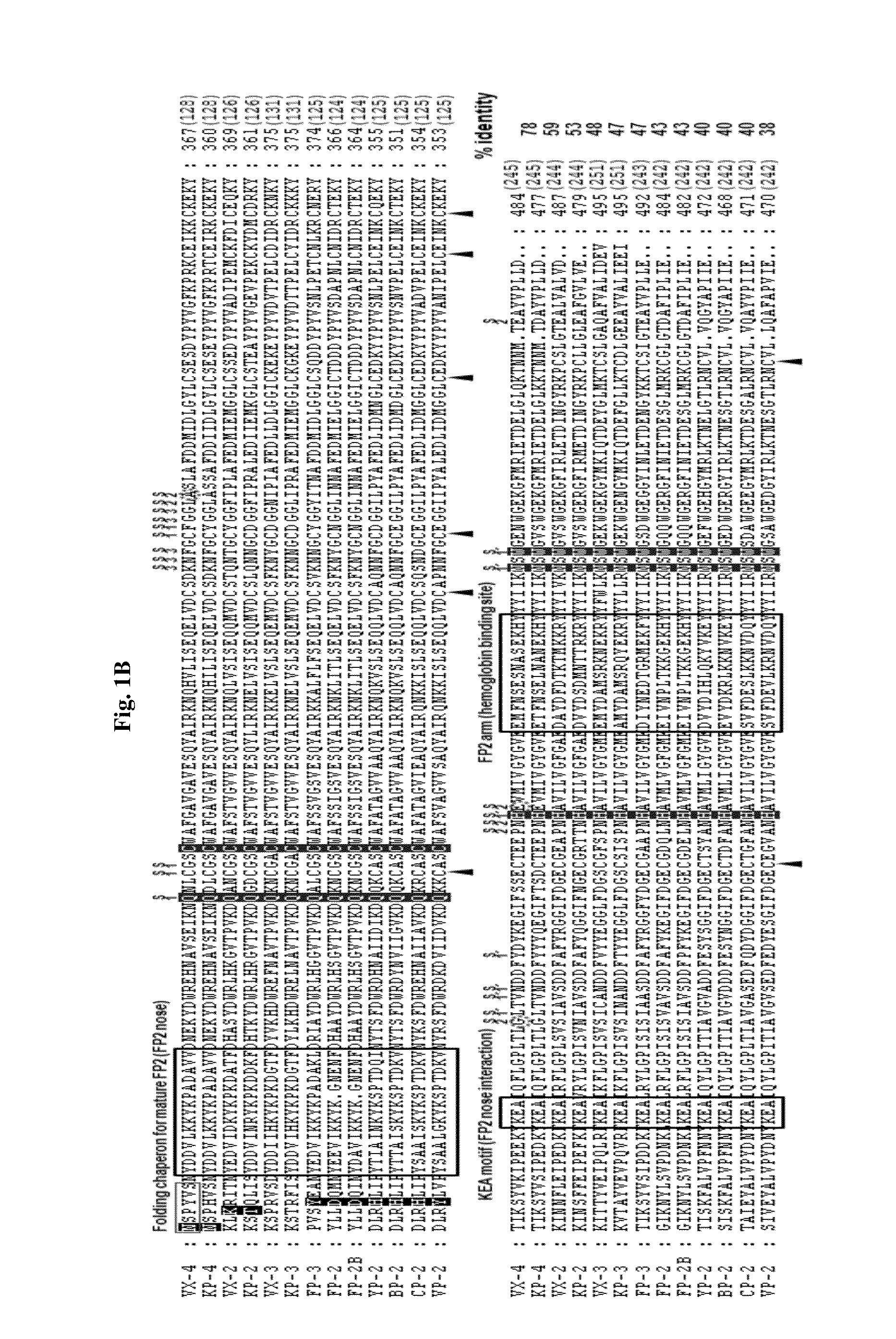 Use of a cysteine protease of Plasmodium vivax