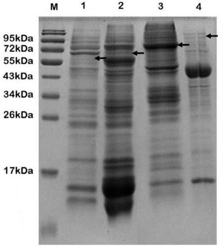 Application of fusion label to promotion of Kuma030 protease soluble expression and non-affinity chromatography fast purification
