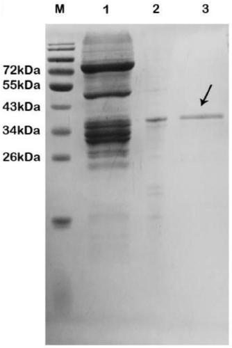 Application of fusion label to promotion of Kuma030 protease soluble expression and non-affinity chromatography fast purification